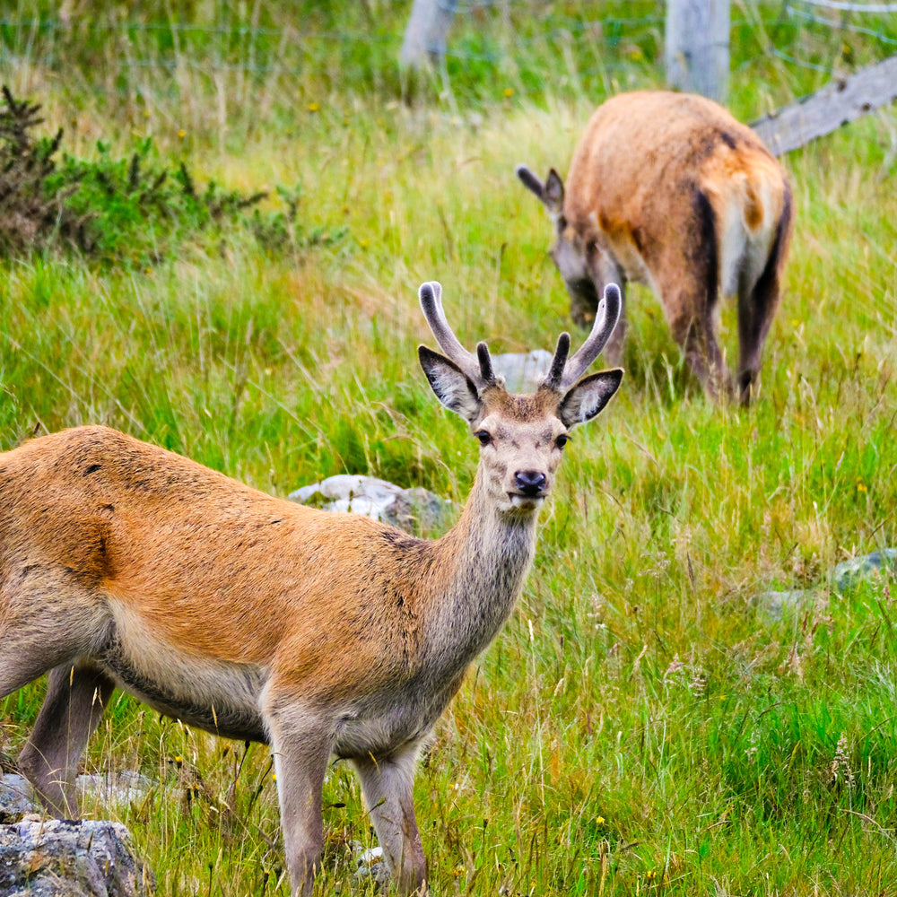 
                      
                        Rutting & Roaring Woodland Walk
                      
                    