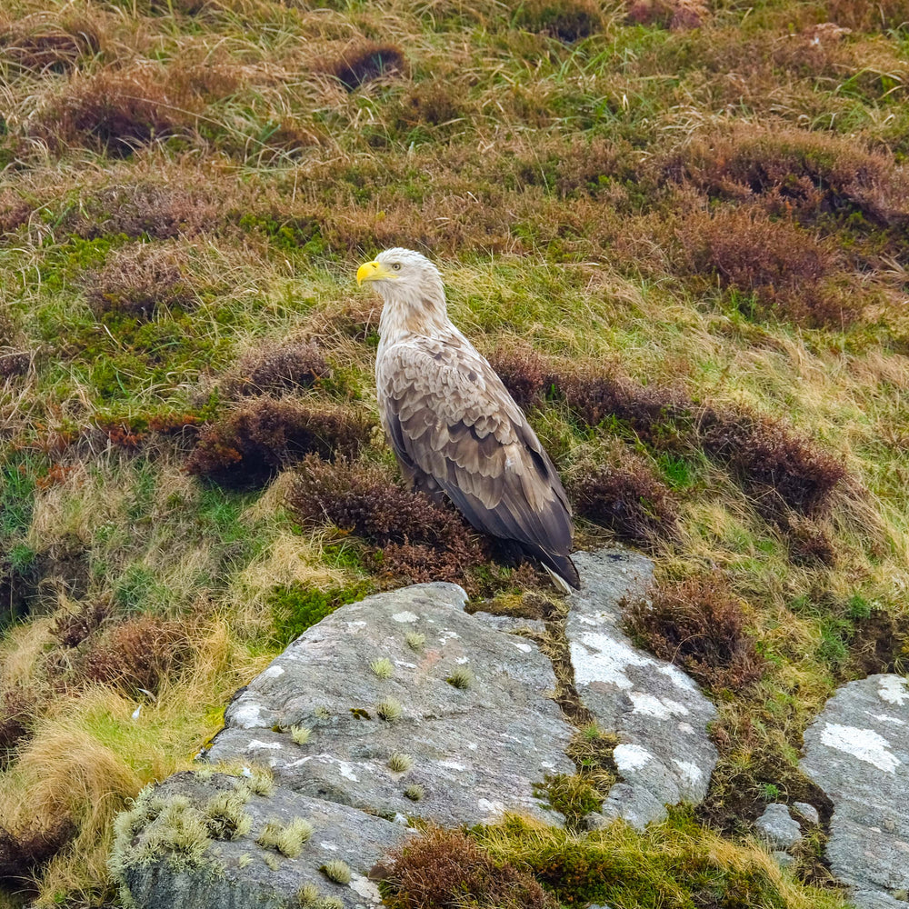 
                      
                        Uig Coastal Explorer
                      
                    