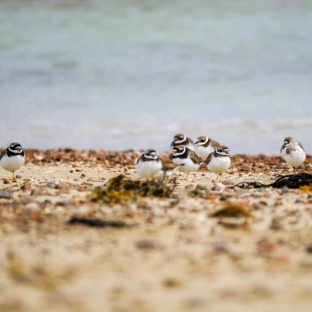 
                      
                        Seashore Safari
                      
                    