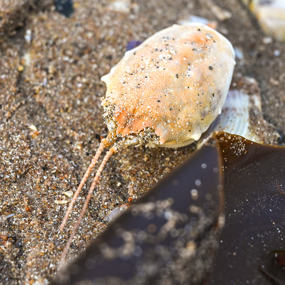 
                      
                        Seashore Safari
                      
                    