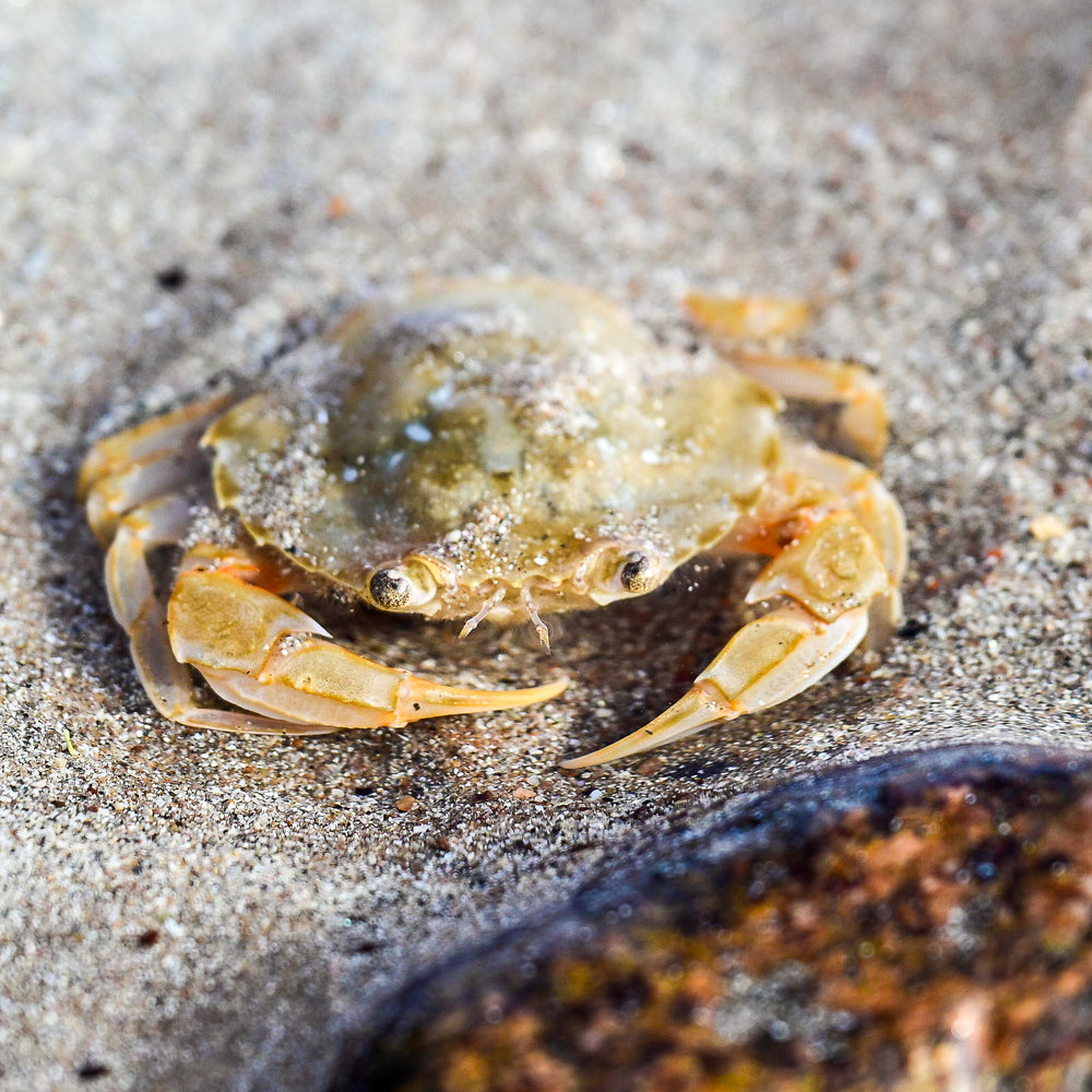 
                      
                        Seashore Safari
                      
                    