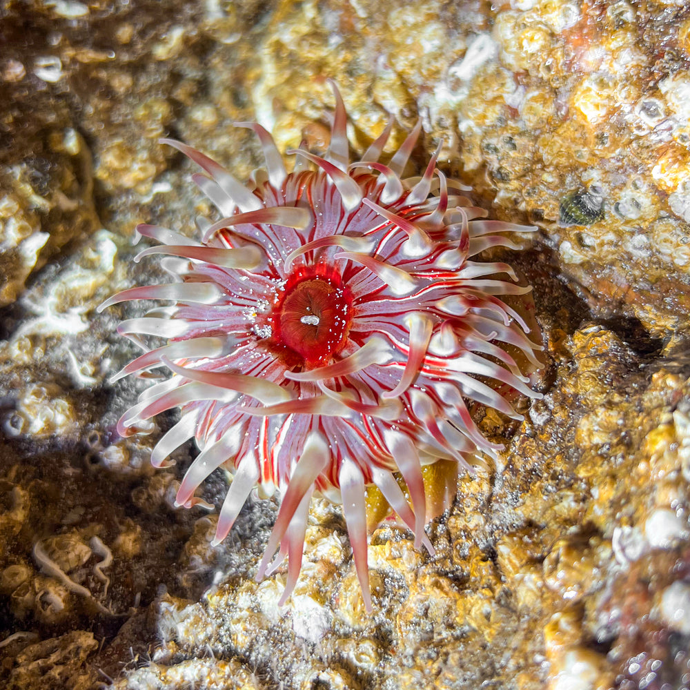 
                      
                        Seashore Safari
                      
                    