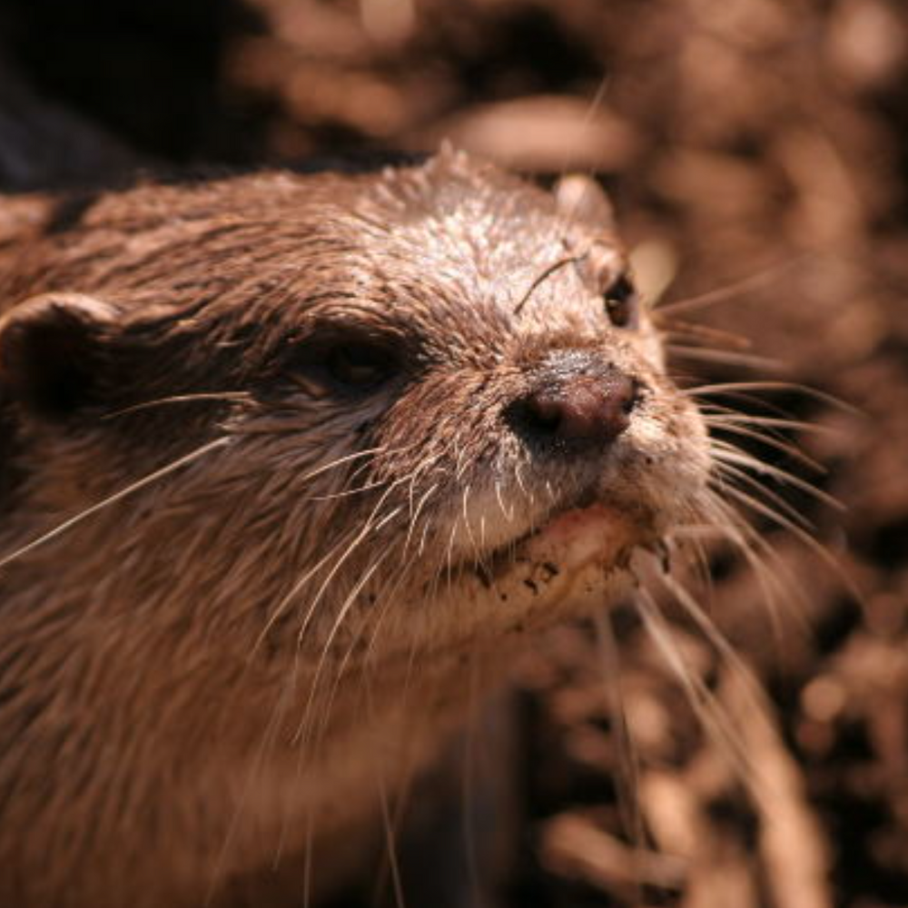 
                      
                        Dawn Otter Watch
                      
                    