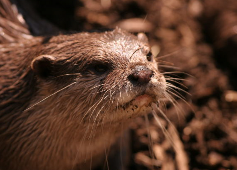 Dawn Otter Watch