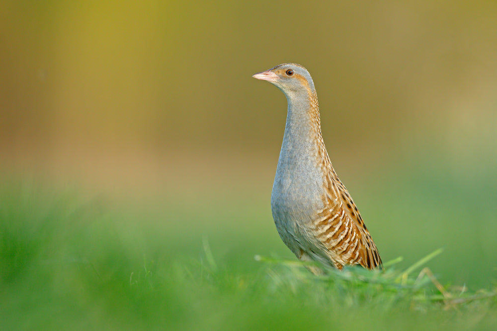 Call Of The Corncrake