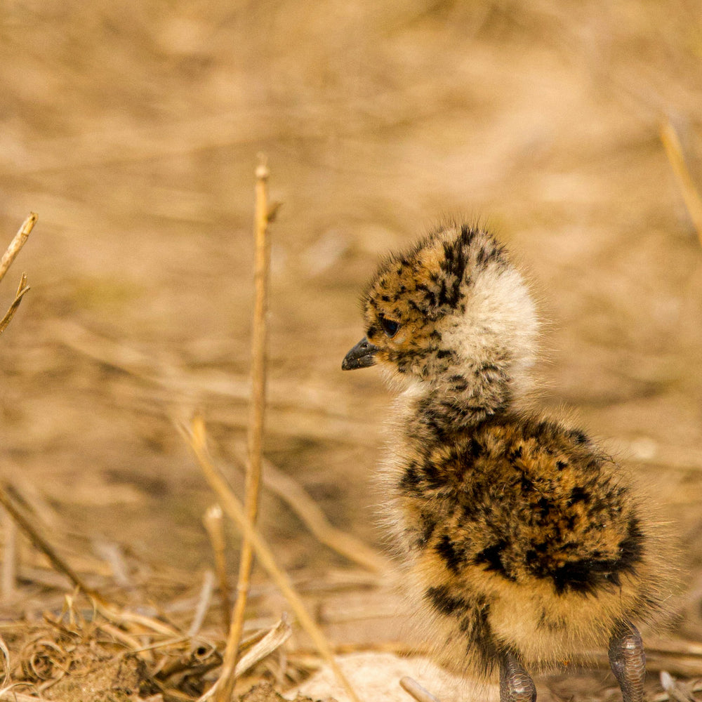 
                      
                        Call Of The Corncrake
                      
                    